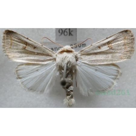 Caradrina kadenii Freyer, 1836 France96k